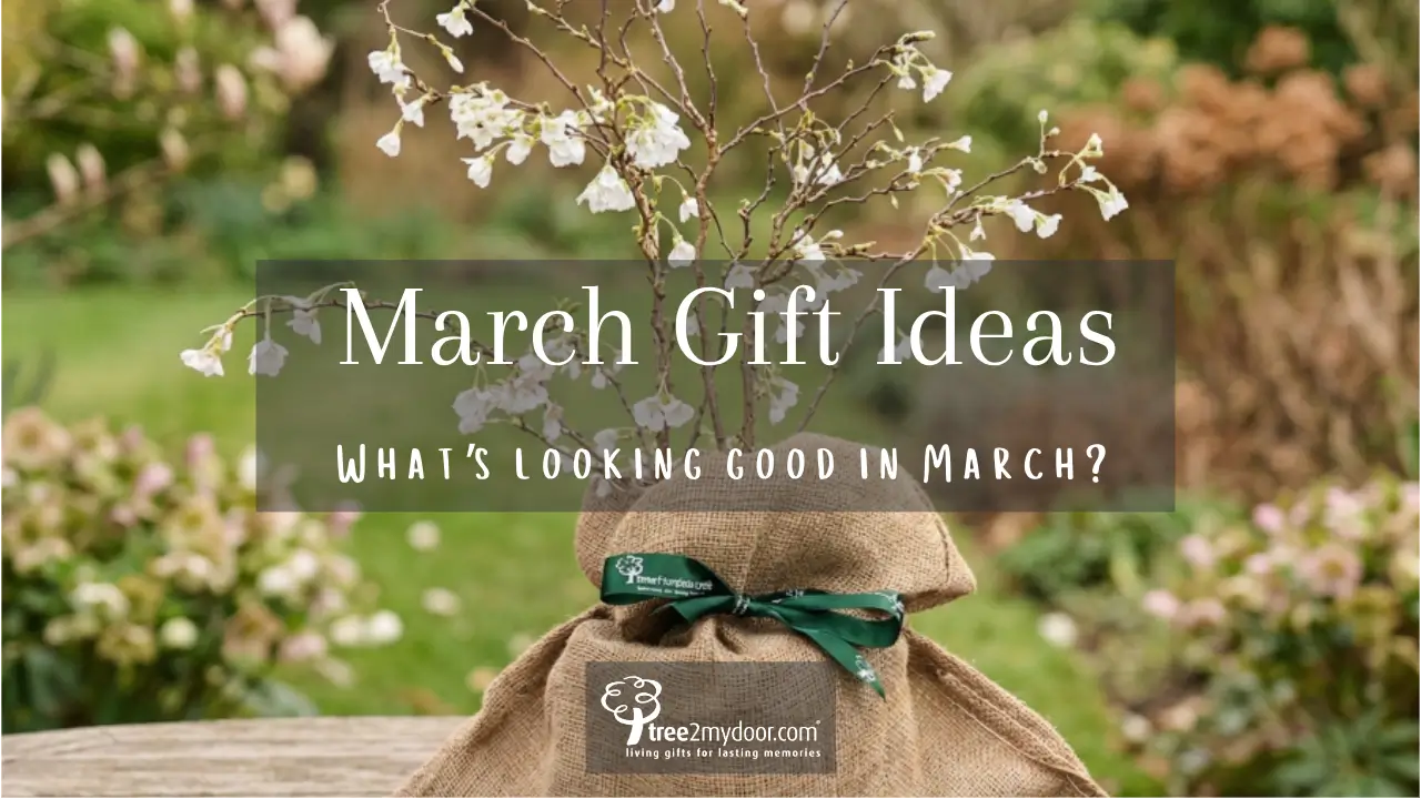 March Gift Ideas - whats looking good in March