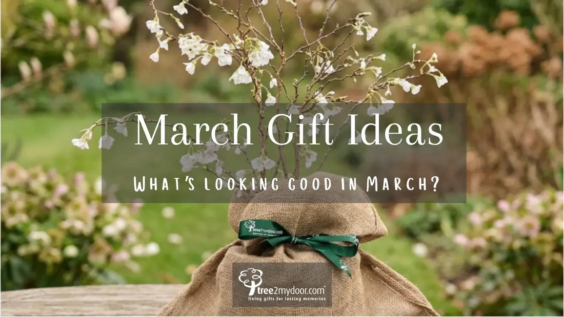 Birthday Gift Ideas for March