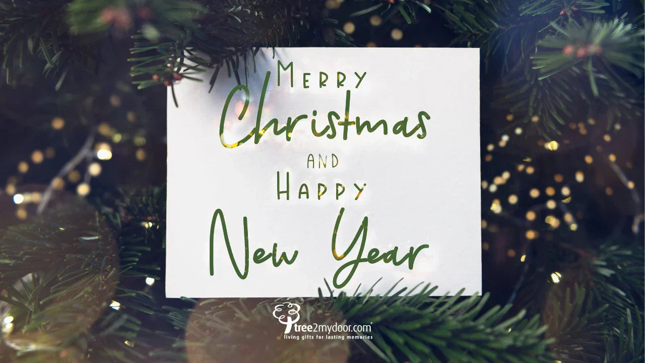Merry Christmas and a Happy New Year from Tree2mydoor!