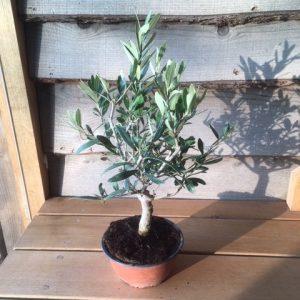 January Tree of the Month 2019 | Mini Olive Tree Gift | Tree2mydoor
