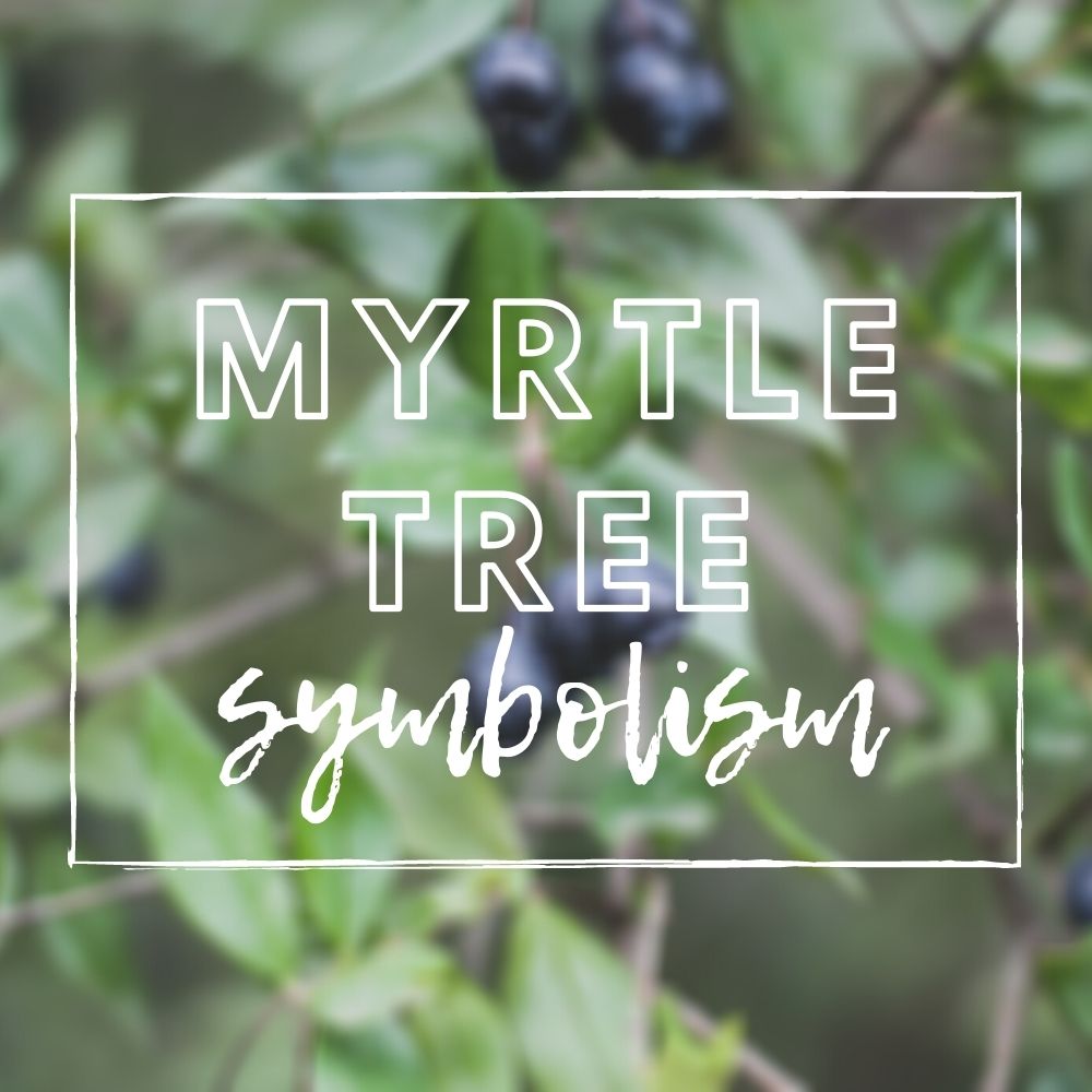 Myrtle Tree Symbolism