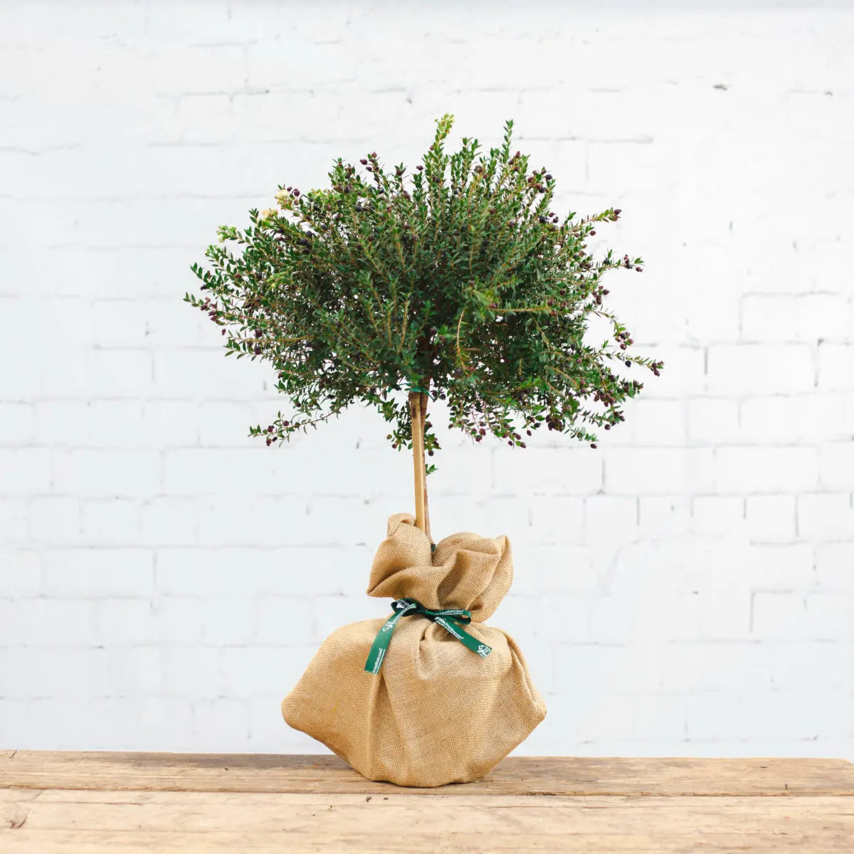 Top Five Tree Gifts by House Type