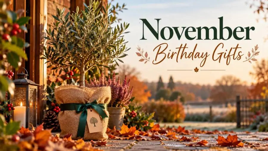 A styled autumn outdoor scene with potted plants, fallen leaves, candles, and a lantern in the foreground, overlaid with the text 'November Birthday Gifts' on the right.