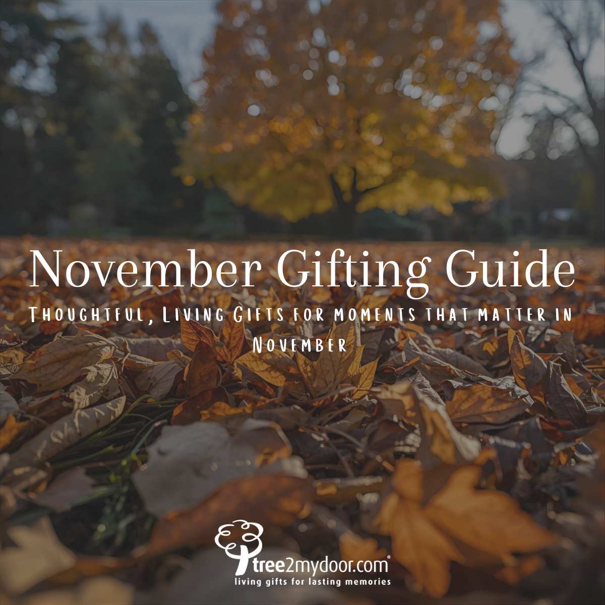 November Gifting Guide