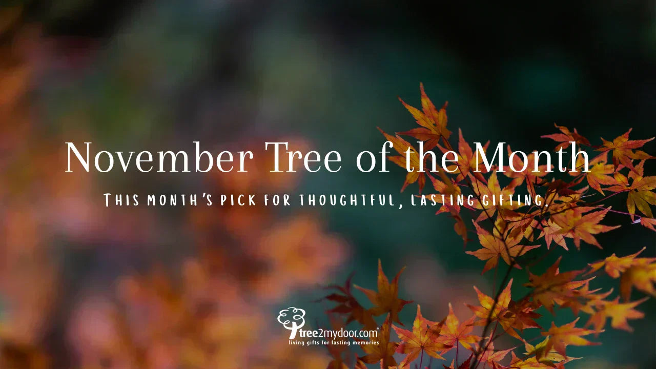 November 24 Tree The November Tree of The Month from Tree2mydoor