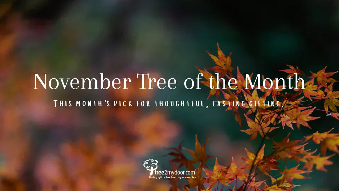 November Tree of the Month
