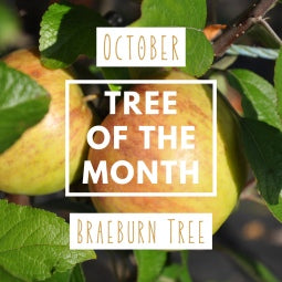 October Tree of the Month 2019 - Braeburn Apple Tree Gift