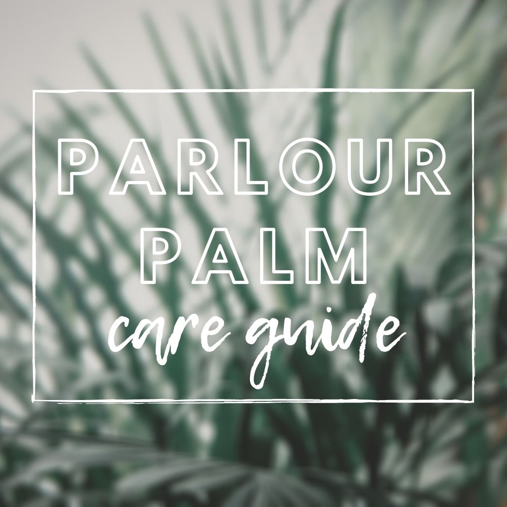 Parlour Palm Care Guide