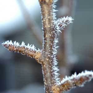 Late Frosts - Plant and Tree Protection