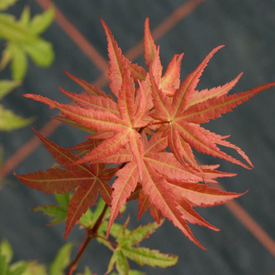 Tree Of The Month, October 2014 - Japanese Maple