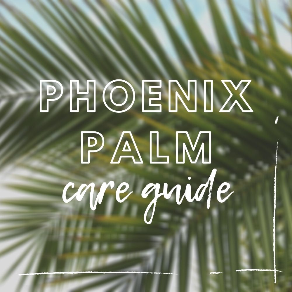 Phoenix Palm Care Guide