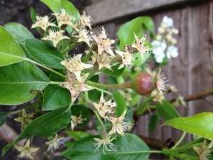 Growing Fruit Trees - 2013 A Bumper Year for UK Fruit Trees