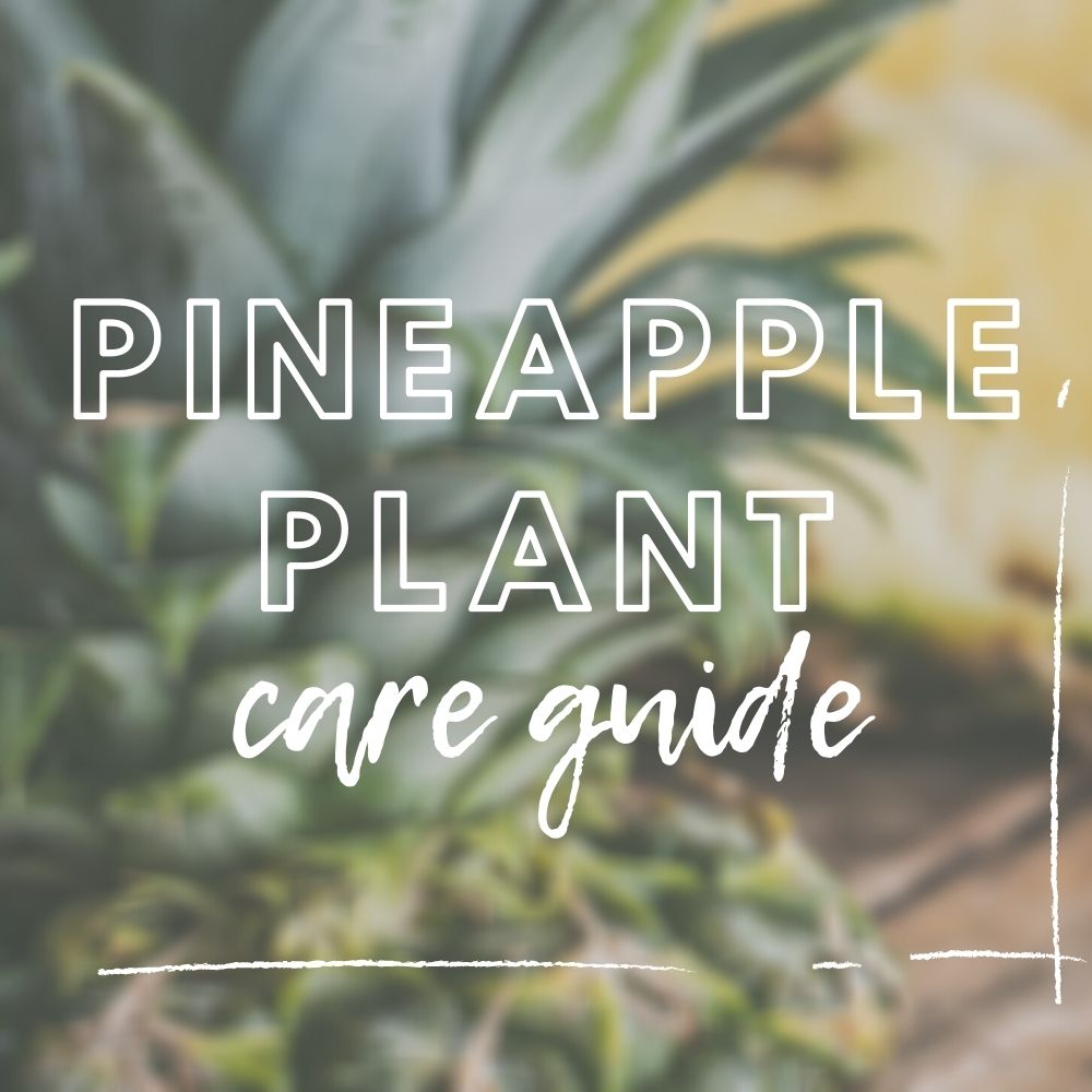 Pineapple Plant Care Guide