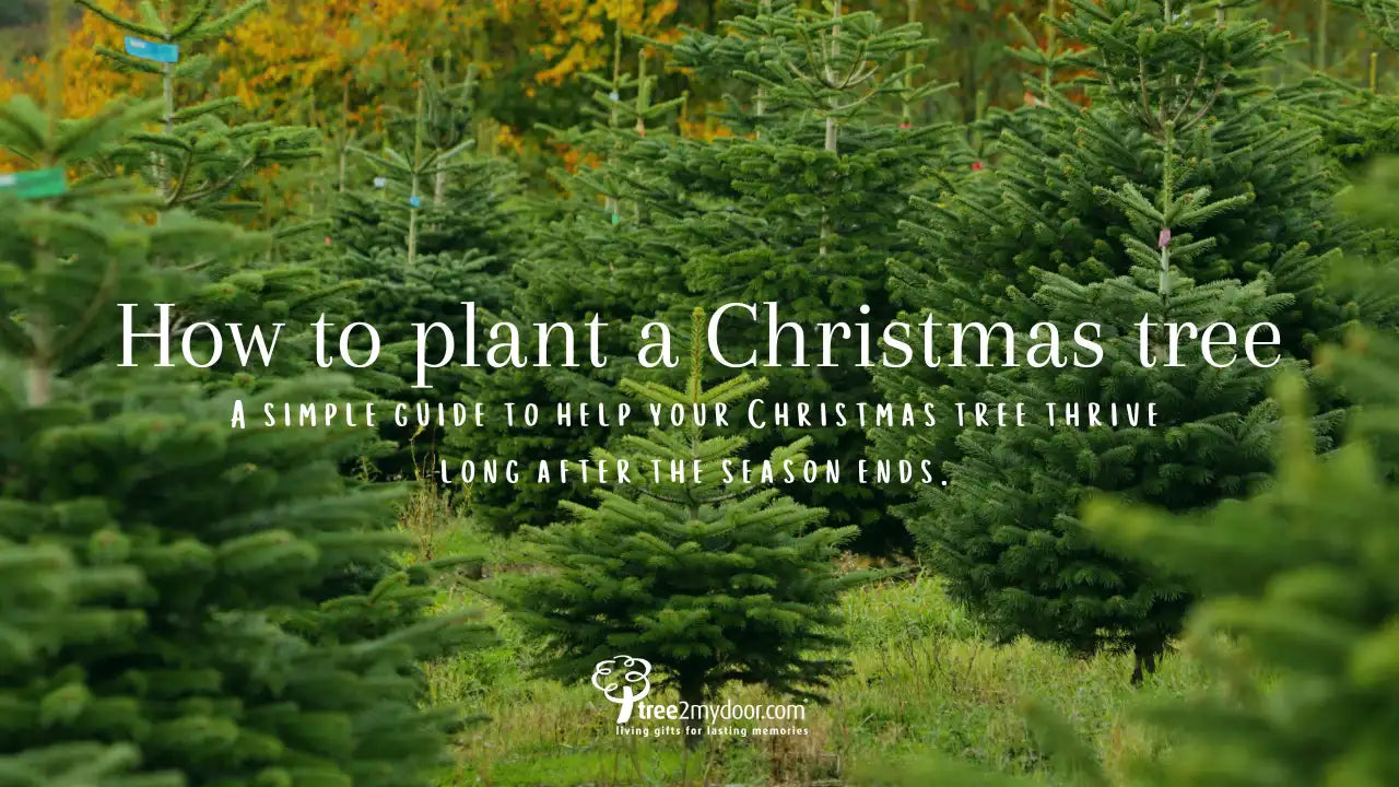 How to Plant a Christmas Tree