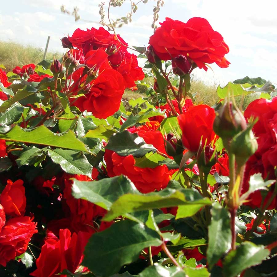 Nature’s Embrace: Memorial Gifts this Remembrance Day