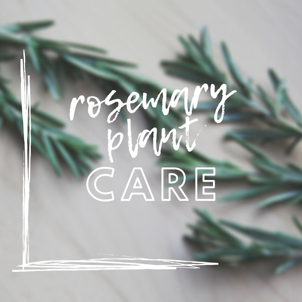 Rosemary Plant Care Guide