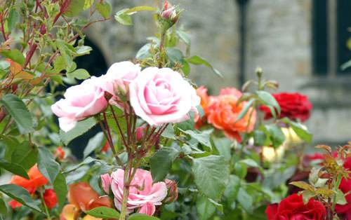 Buy Roses Online - New Stock in at Tree2mydoor