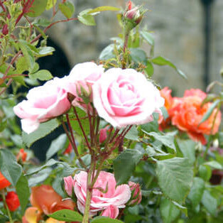 Rose Bushes - Just launched