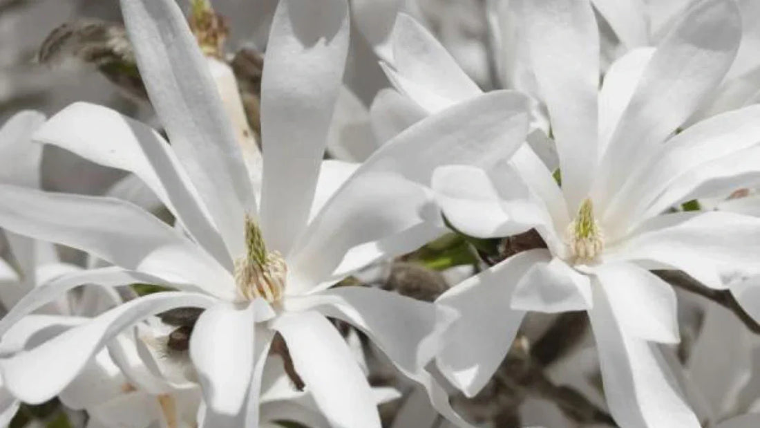 Star Magnolia in full bloom with white petals everywhere