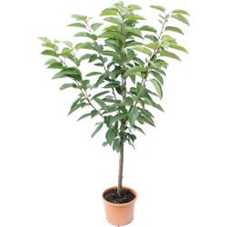 Buy Cherry Trees | Cherry Trees for Sale UK