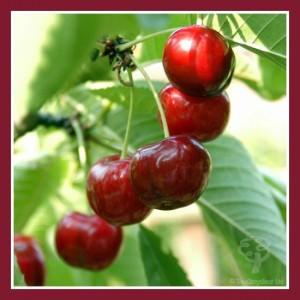 Cherry Tree Care Guide