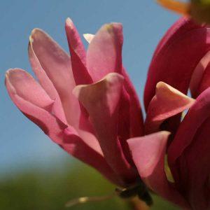 April MyTree Story | Susan Magnolia Tree Gifts | Tree2mydoor UK