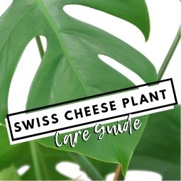 Swiss Cheese Plant Care Guide