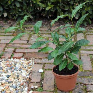 April Tree of the Month 2019 | Send a Tea Plant Gift in April