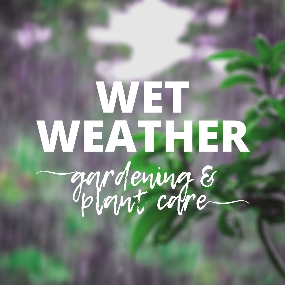 Rain Rain Go Away - Wet Weather Plant Care