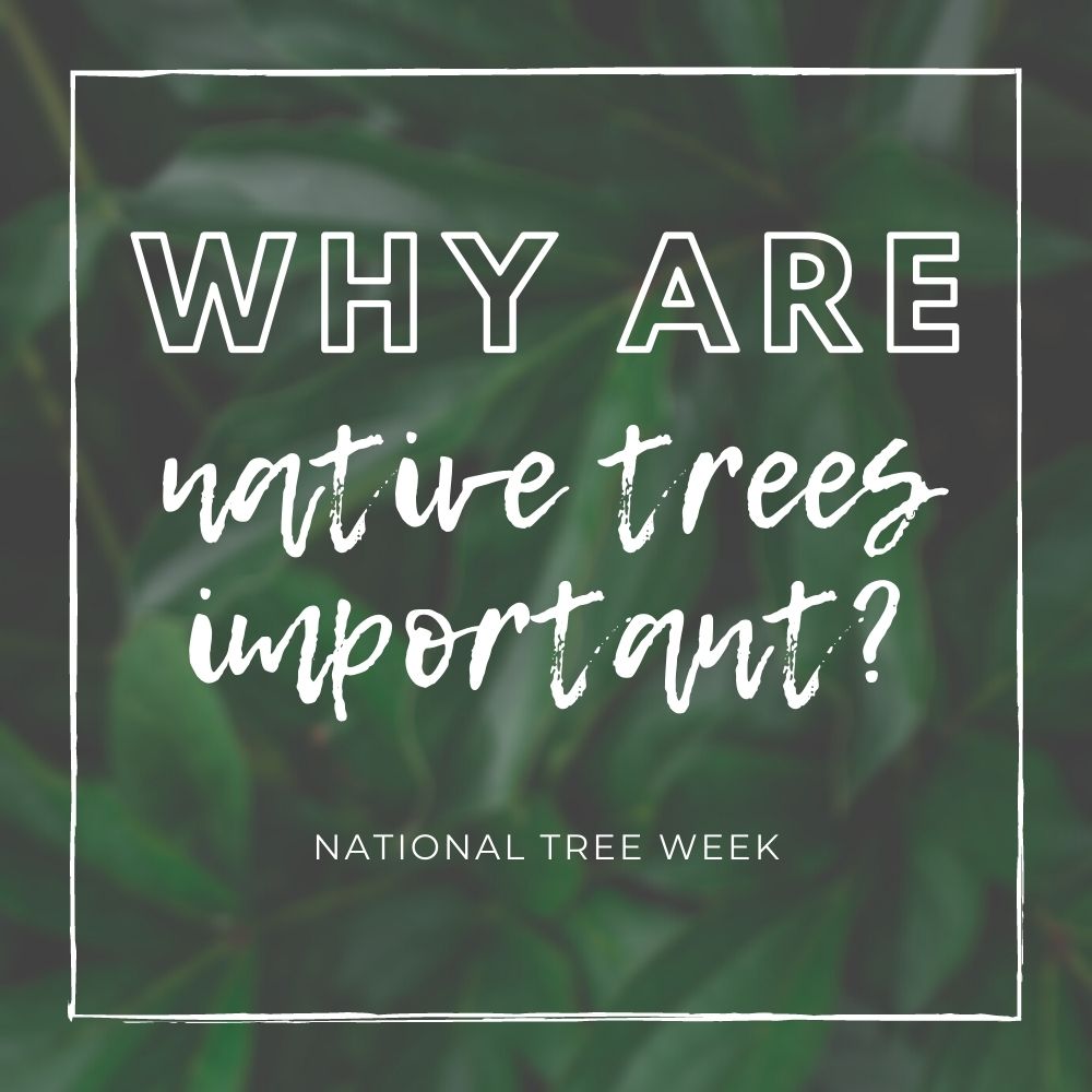 The Importance of British Native Trees