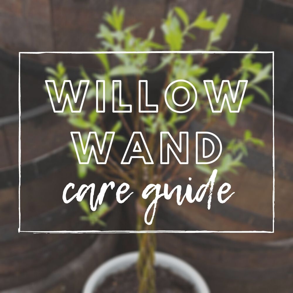 Willow Wand Care Guide