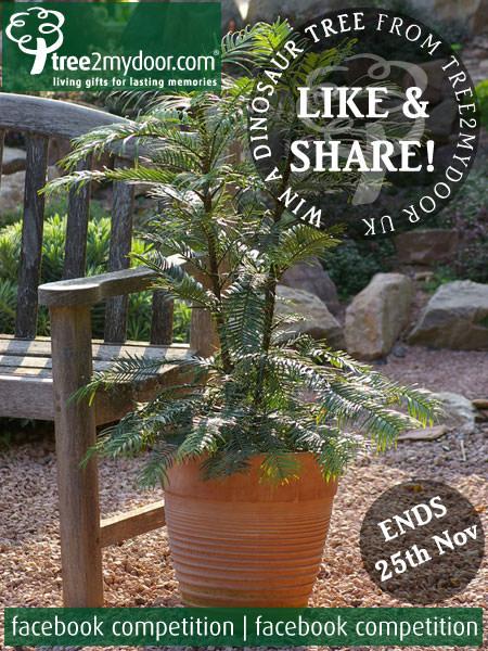 WIN a Dinosaur tree with our Facebook Competition