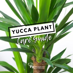 Yucca Plant Care Guide