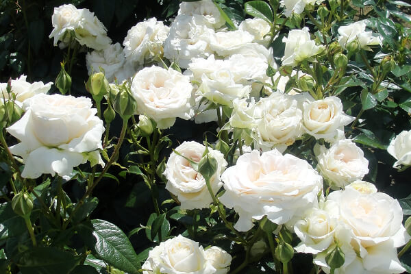 Anniversary Roses Collection