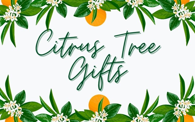 Citrus Tree Gifts - Tree2mydoor