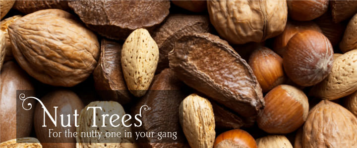 Nut Tree Gifts - Tree2mydoor