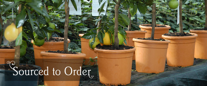 Trees Sourced to Order - Tree2mydoor