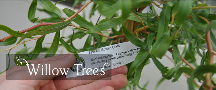 Willow Tree Gifts - Tree2mydoor