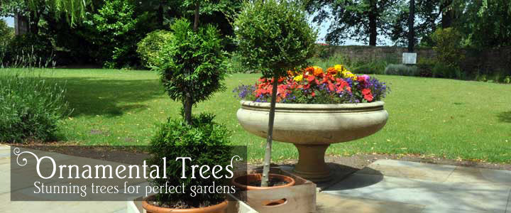 Ornamental Tree & Plant Gifts - Tree2mydoor