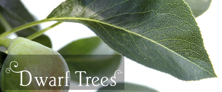 Dwarf Tree Gifts - Tree2mydoor