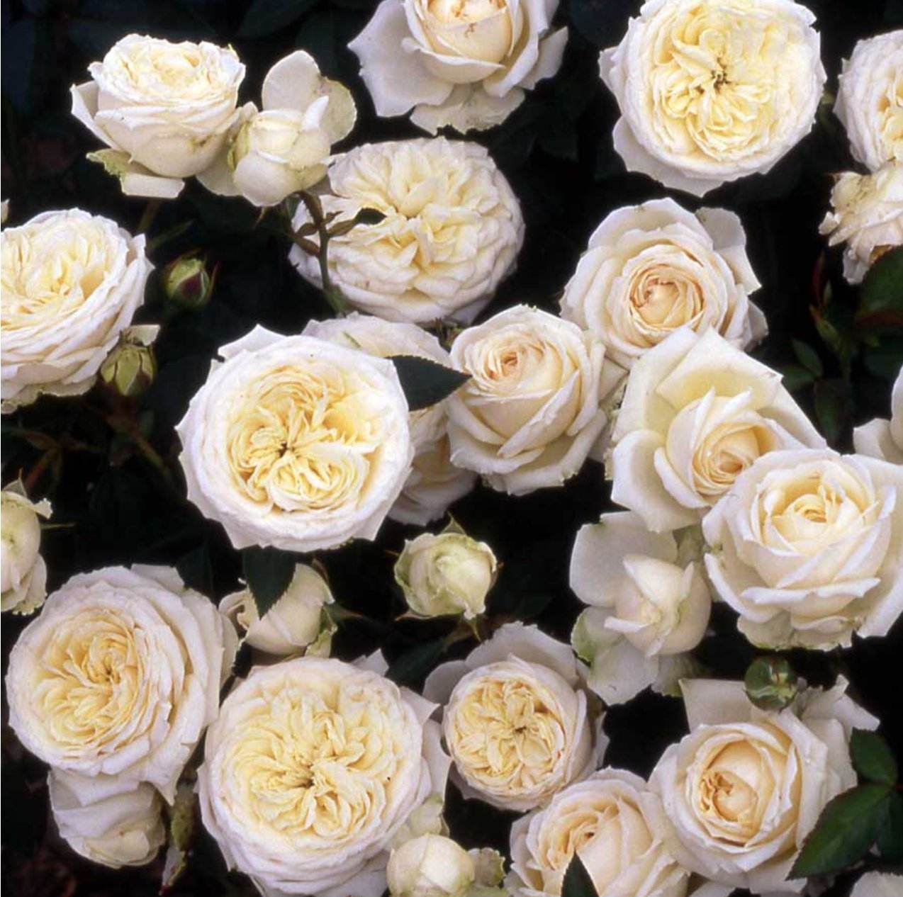 Anniversary Roses - Tree2mydoor