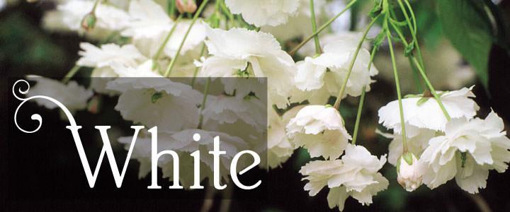 White Tree & Plant Gifts - Tree2mydoor