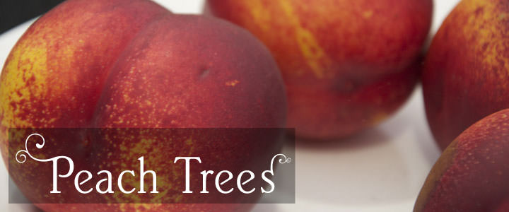 Peach Tree Gifts
