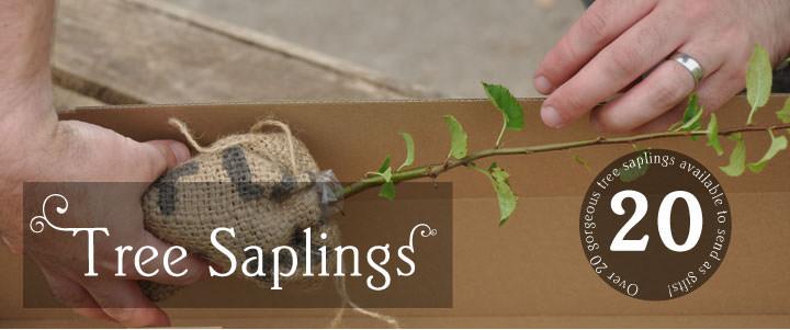 Tree Sapling Gifts - Tree2mydoor