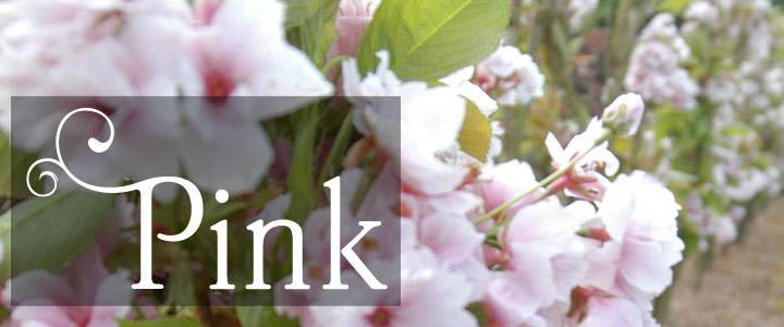 Pink Tree & Plant Gifts - Tree2mydoor