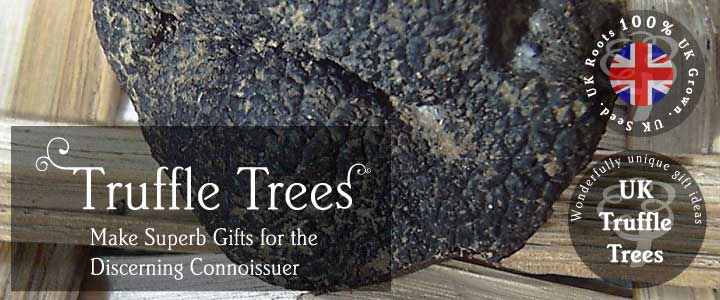 Truffle Tree Gifts - Tree2mydoor