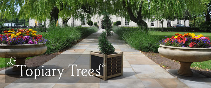 Topiary Tree Gifts - Tree2mydoor