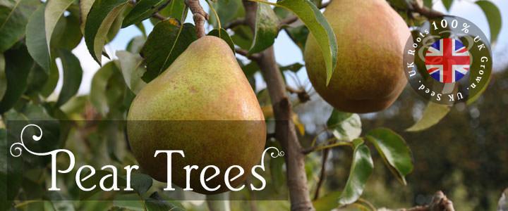Pear Tree Gifts