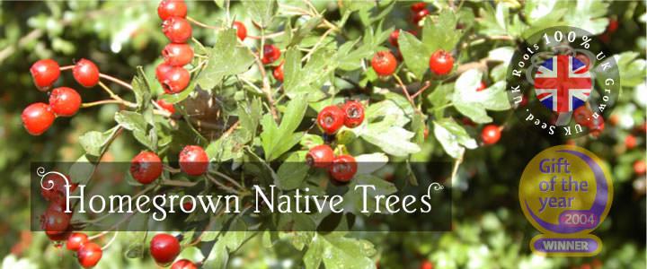 Native Tree Gifts - Tree2mydoor