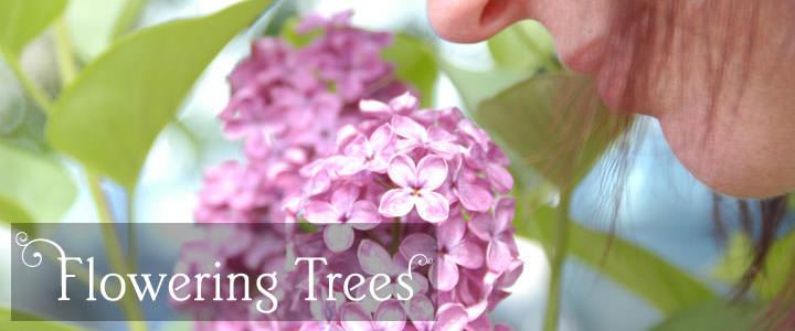 Buy Flowering Trees